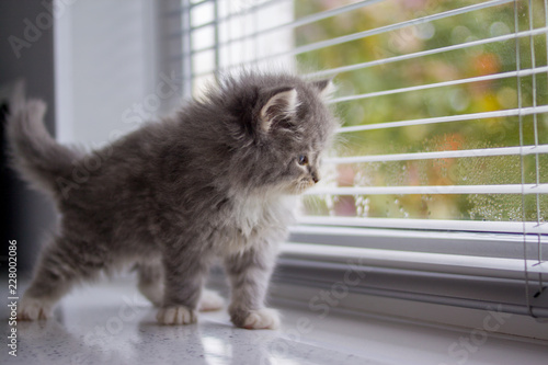 Grey Persian Little fluffy Maine coon kitten sits and paws the door window and waits for the owner . Newborn kitten, Kid animals and adorable cats concept