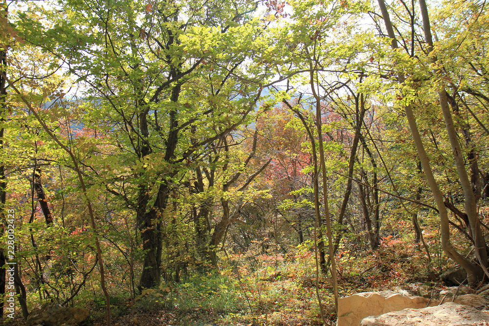 Fototapeta premium Осенний лес в Экопарке Воденицы (Болгария) 