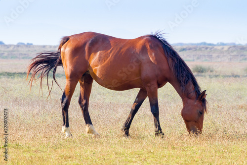 Alberese (Gr), Italy, horse grazing in the Maremma Regional Park