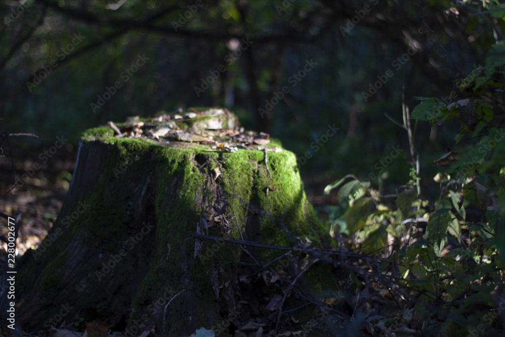 Old stump covered with moss. Soft focused. Fairy forest. Old stump covered with moss. Soft focused. Fairy forest.