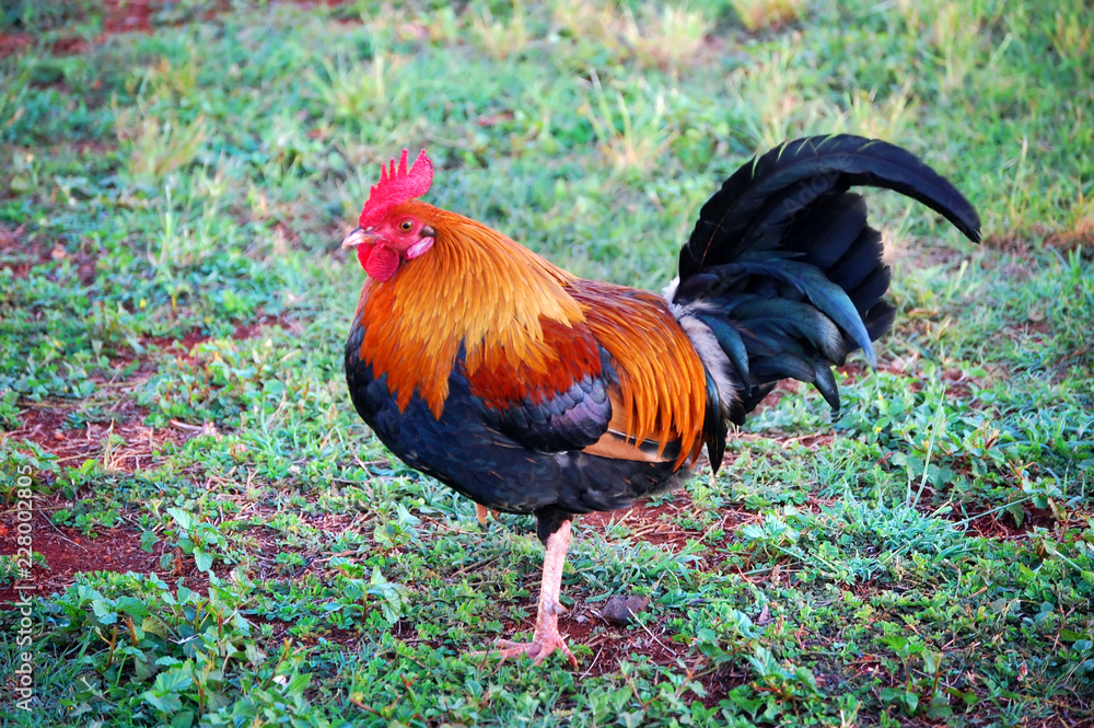 Kauai Wild Rooster Standing on One Leg