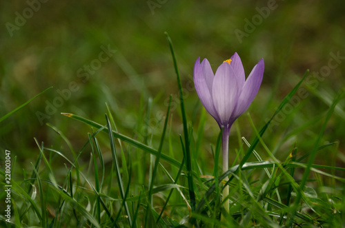 Close-up of a violet flower.