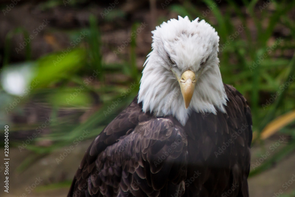 Obraz premium Bald Eagle