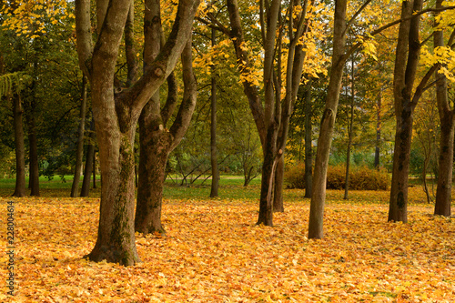 Park at autumn.