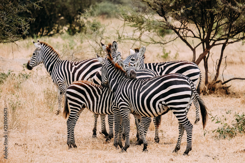 Zebra Familie Safari Tanzania Afrika