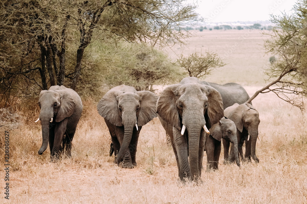 Fototapeta premium Elefanten Familie Elefantenbaby Afrika Tanzania Safari