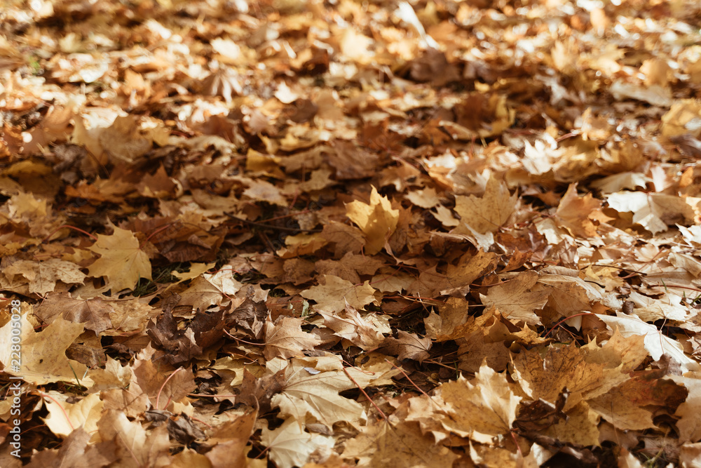 autumn leaves on the ground