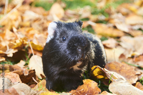 Guinea pig pet animal sitting outdoors in autumn leaves