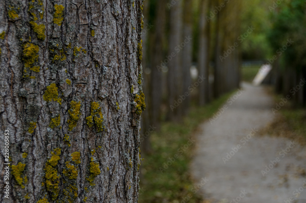 Fototapeta premium Tree with yellow moss