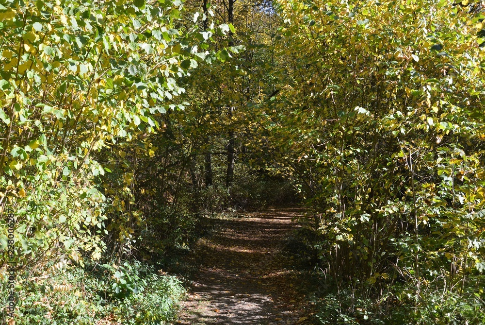 Herbstlicher Baumtunnel im Wald Herbstlicher Baumtunnel im Wald