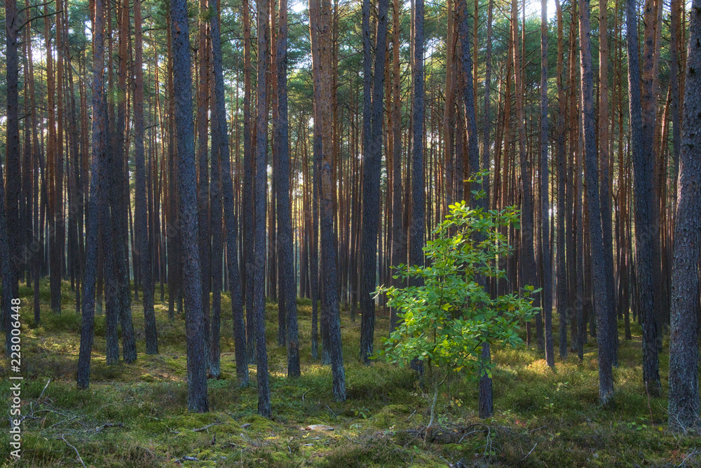 Obraz premium młode drzewo liściaste w jednolitym lesie sosnowym