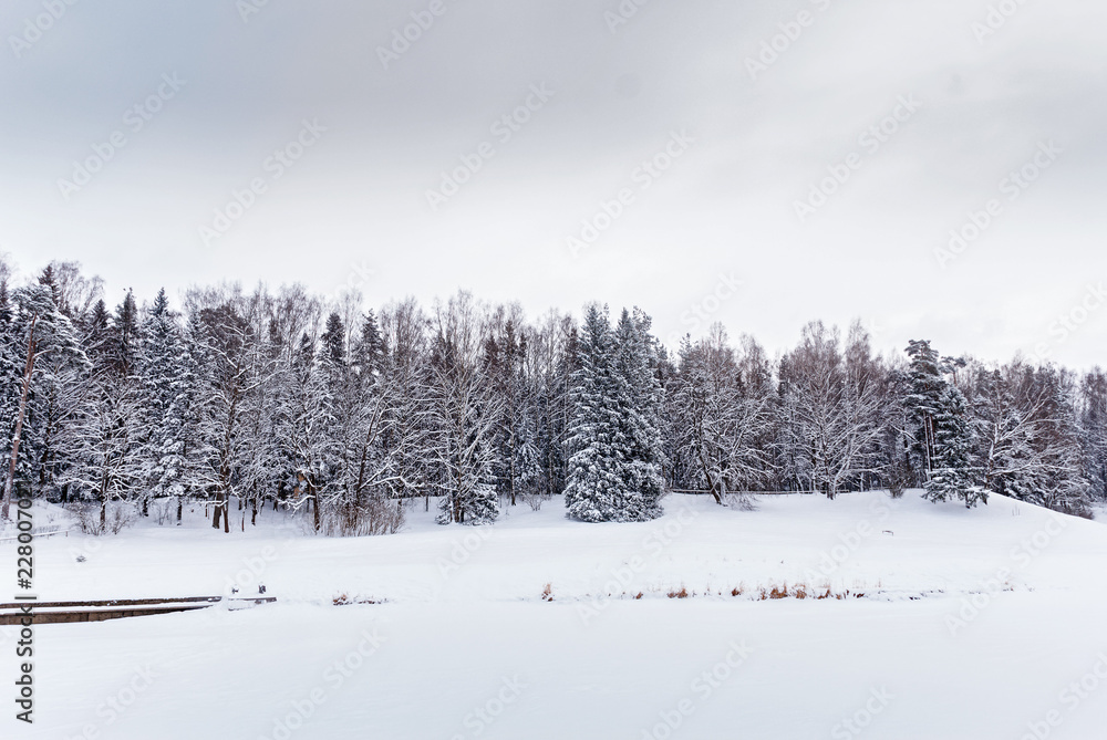 Deciduous forest and forest river on a cold winter day Deciduous forest and forest river on a cold winter day