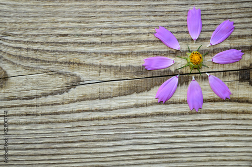 Purple flower petals on a wood background