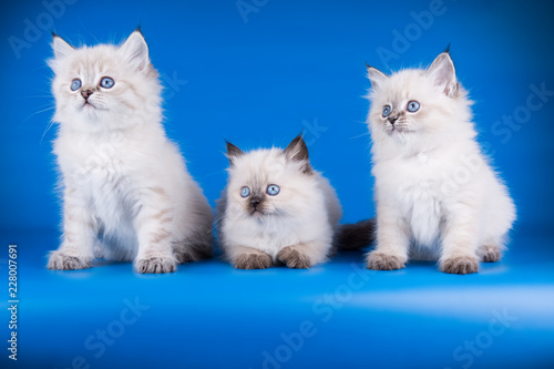 Wallpaper Mural Neva masquerade cat on colored backgrounds Torontodigital.ca