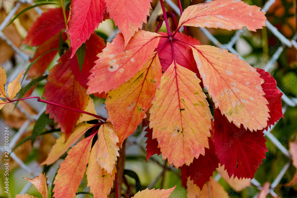 Red and yellow leaves. Autumn Red and yellow leaves. Autumn