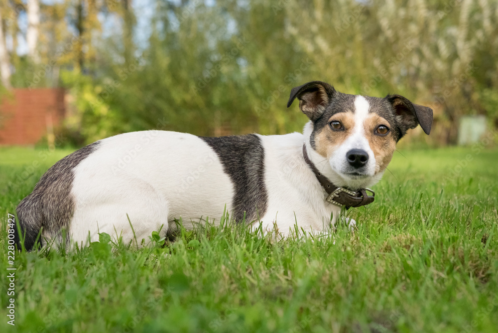 Jack russel terier on the grass