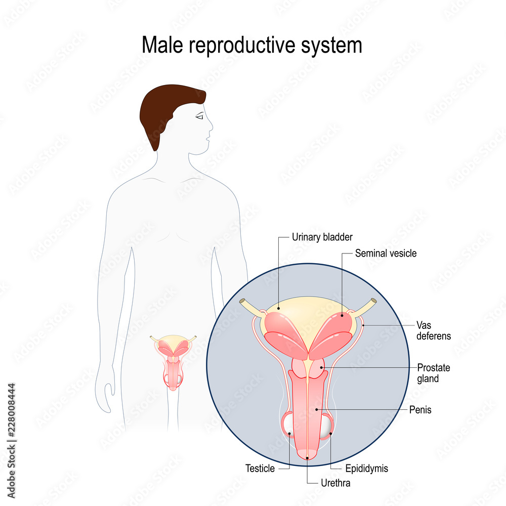 male reproductive system Stock Vector | Adobe Stock
