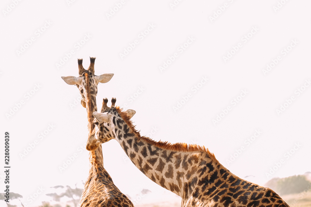 Obraz premium Giraffen Familie Afrika Hörner