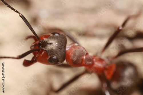 Wallpaper Mural Ant Torontodigital.ca