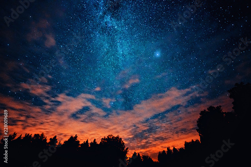 Silhouettes of trees during...