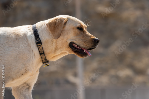 portrait of Retriever with open mouth sand on necklace and with ocher background
