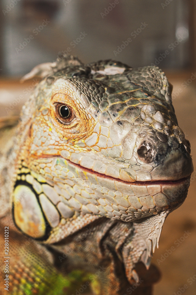 Fototapeta premium Close-up of a green iguana