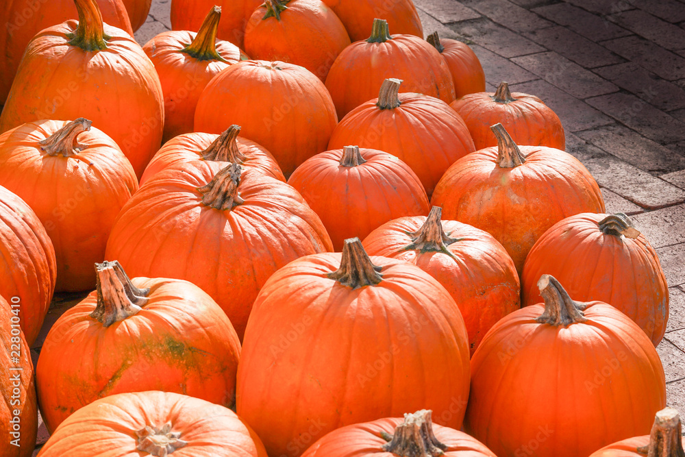 Happy Halloween or Thanksgiving card background - pile of large orange pumpkins. Happy Halloween or Thanksgiving card background - pile of large orange pumpkins.