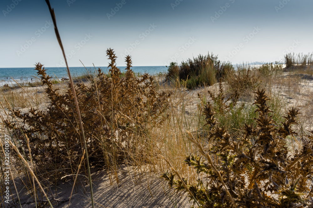 Beach and dune grass, in Algarve, Portugal Beach and dune grass, in Algarve, Portugal