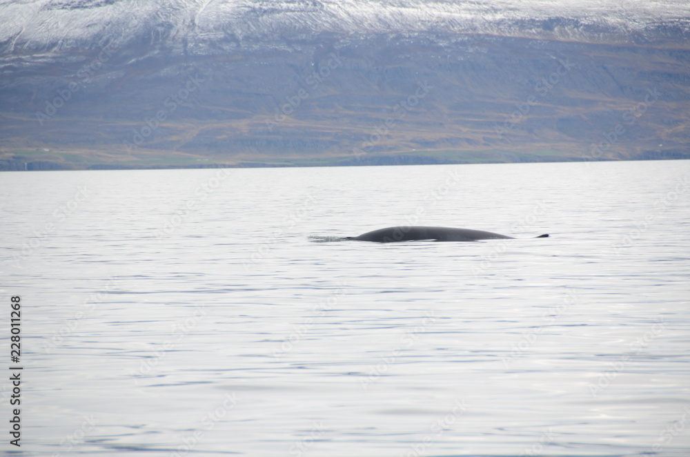 Obraz premium whale in eyjafjordur, akureyri, iceland