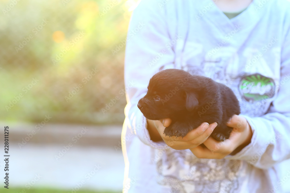 Boy Holding Small little black puppy at sunset Outside Boy Holding Small little black puppy at sunset Outside