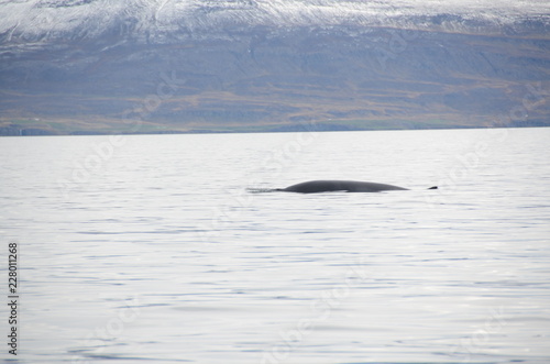whale in eyjafjordur, akureyri, iceland © ezioman
