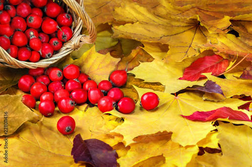 Wallpaper Mural Beautiful autumn leaves and red berries. Maple Torontodigital.ca