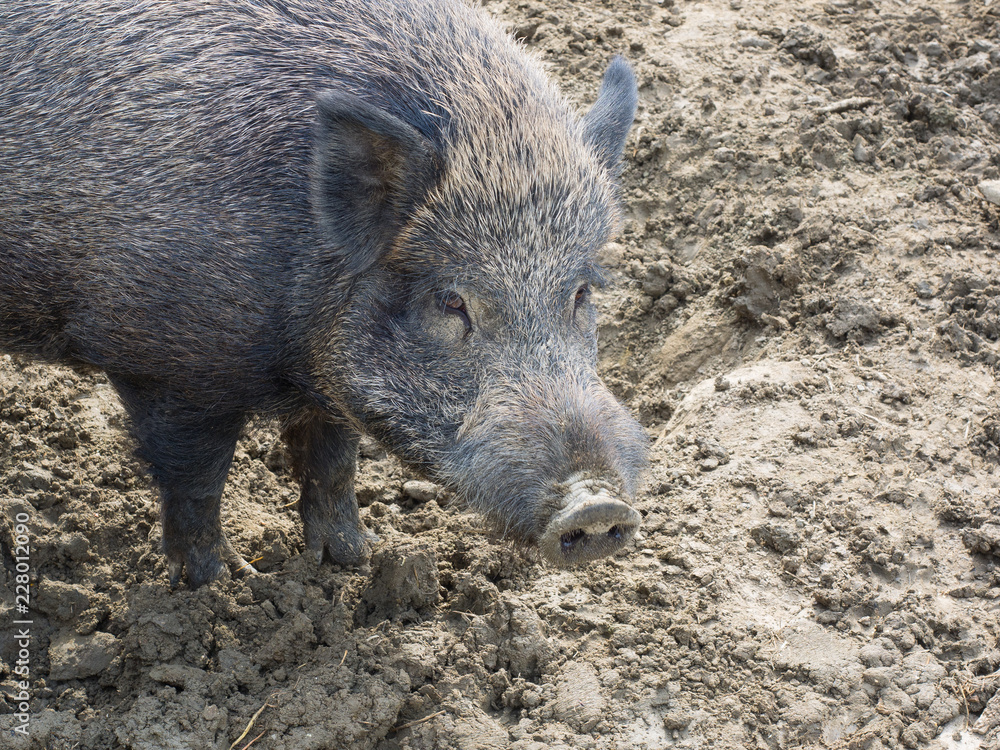 Portrait of a female adult wild boar (wild swine) Portrait of a female adult wild boar (wild swine)