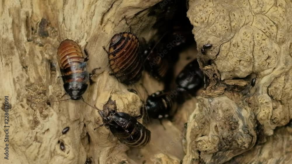 Ugly disgusting cockroaches, symbol of dirty unhygienic life, home ...