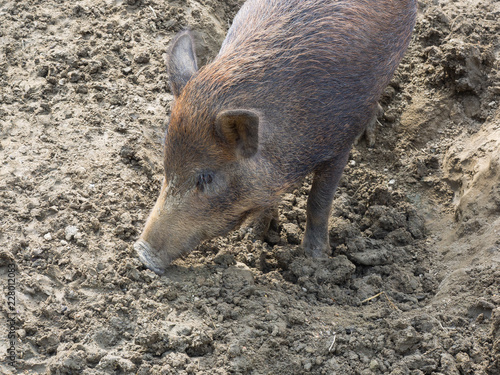 Portrait of a young wild boar (wild swine)