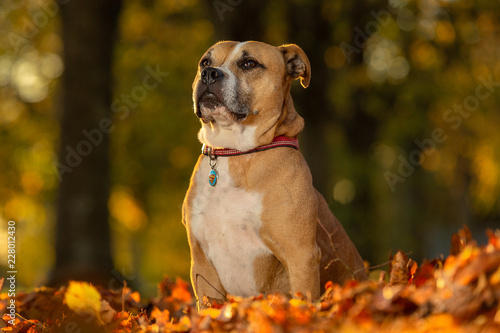 Cute Staffordshire Bull Terrier Dog