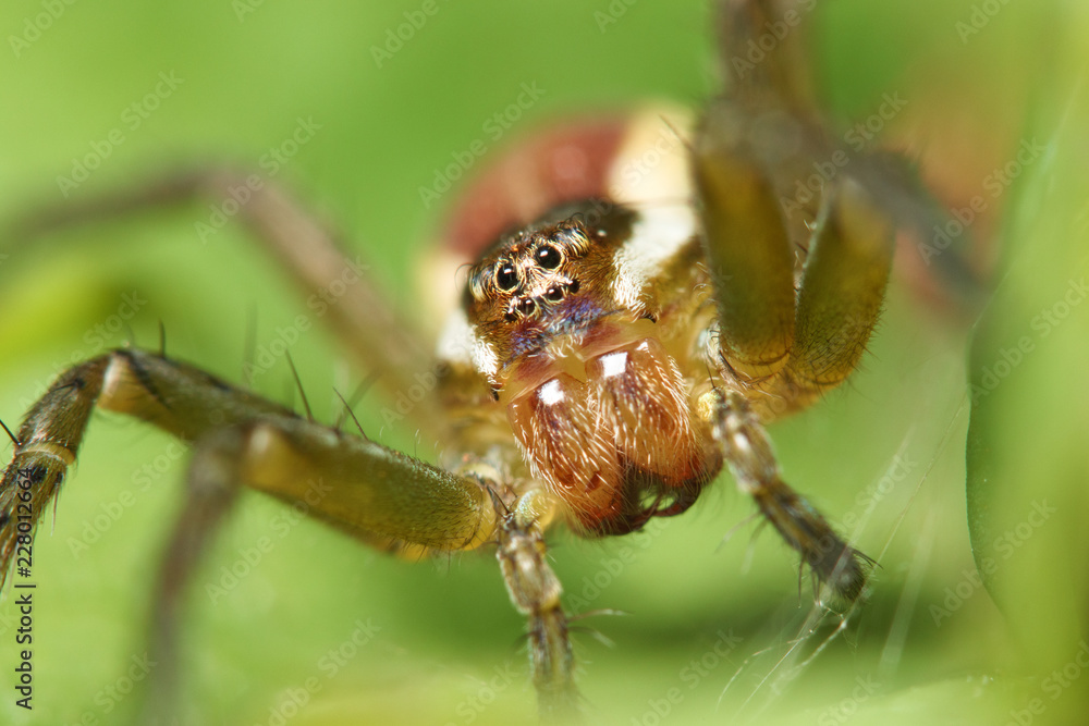 Fototapeta premium Spider