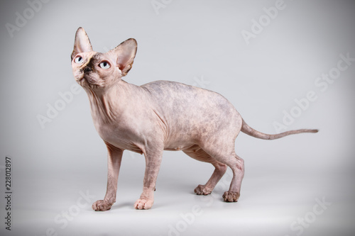 Canadian sphinx cat on colored background