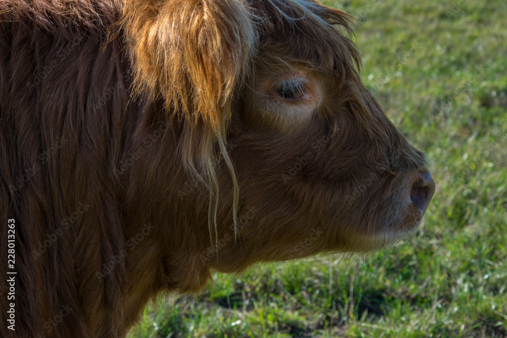Fototapeta premium Scottish mountain bull head in profile close-up.
