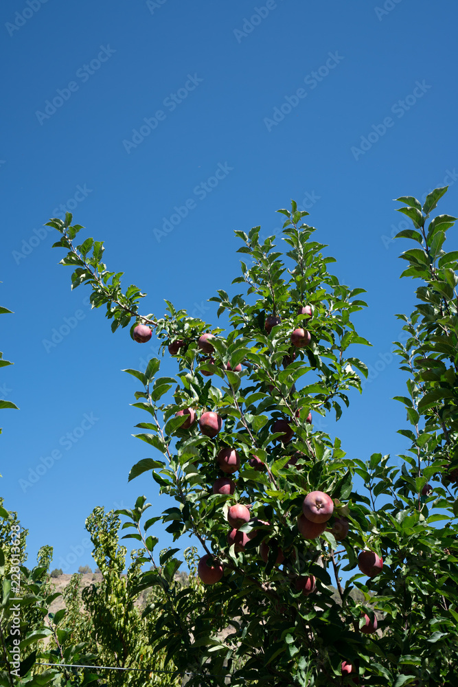 Pick your own peaches and apples farm Colorado USA