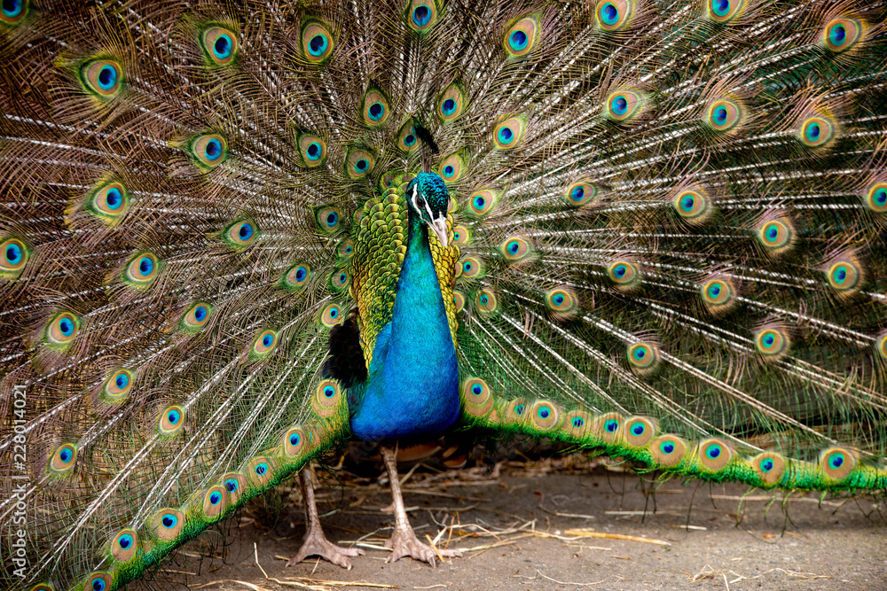 Obraz premium peacock with feathers