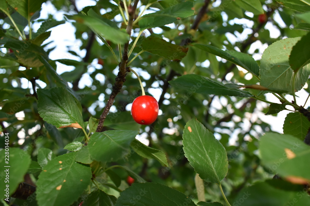 Single cherry on tree in garden