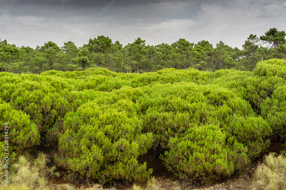 Pine Tree Forest in Vila Real Santo Antonio. Algarve, Portugal.