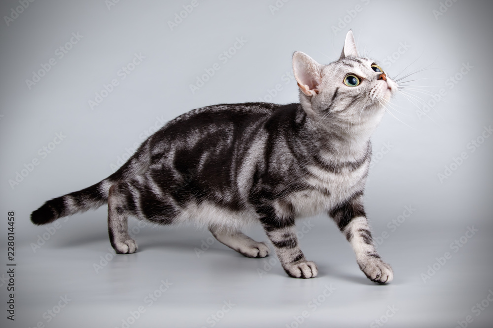 Naklejka premium American shorthair cat on colored backgrounds