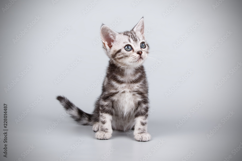 Obraz premium American shorthair cat on colored backgrounds