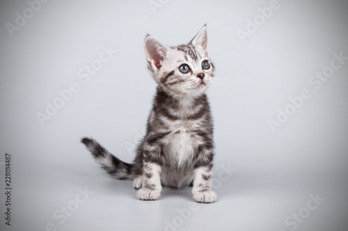 American shorthair cat on colored backgrounds © Aleksand Volchanskiy