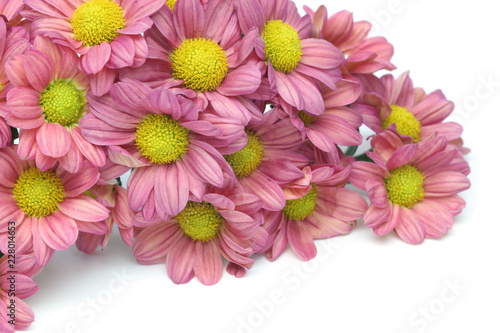 Wallpaper Mural 菊 Torontodigital.ca