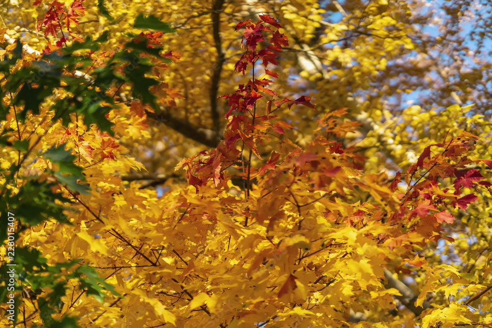 Bright scenic of bright vivid colorful autumn branches, fall. Green, yellow, red and orange foliage. Natural autumn colors Bright scenic of bright vivid colorful autumn branches, fall. Green, yellow, red and orange foliage. Natural autumn colors