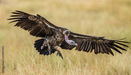 Vulture is landing near the ground. Kenya. Tanzania. Africa. Maasai Mara national park. Serengeti national park. © gudkovandrey