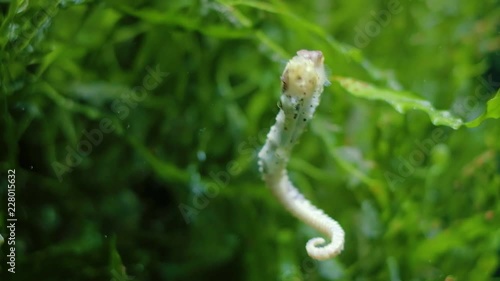 Beautiful seahorse swimming in water, hiding in seaweed ocen grass, relaxing and calm image, handheld close up shot photo